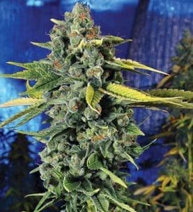 Blue Dream strain