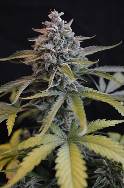 Cannabis; floración de la planta de marihuana.