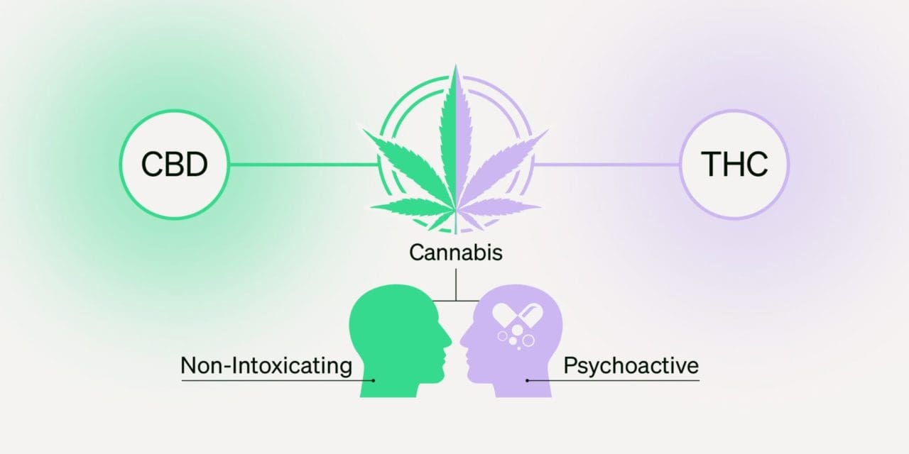 CDT vs THC: What’s the Difference and Why It Matters! Delta-9 vs delta ...