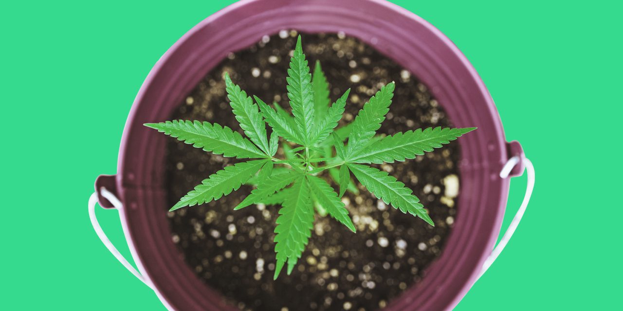 vista superior de una planta de cannabis plantada en un cubo