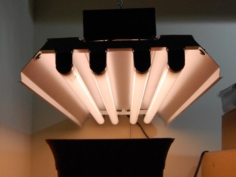 Luces de cultivo fluorescentes.