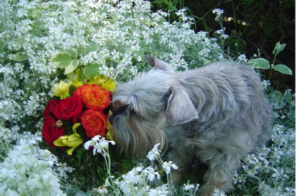 A Schnauzer dog smelling some flowers. Flowers contain terpenes, which contribute to its smell.