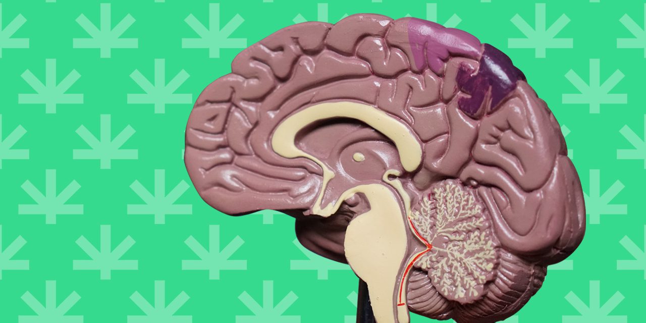 human brain model with leafwell's logo and color as backround
