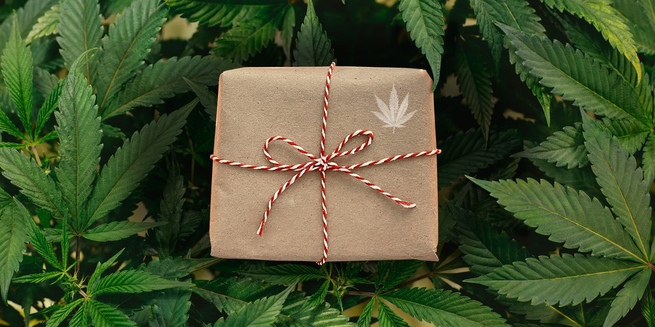 a wrapped box with ribbon string surrounded with marijuana plant
