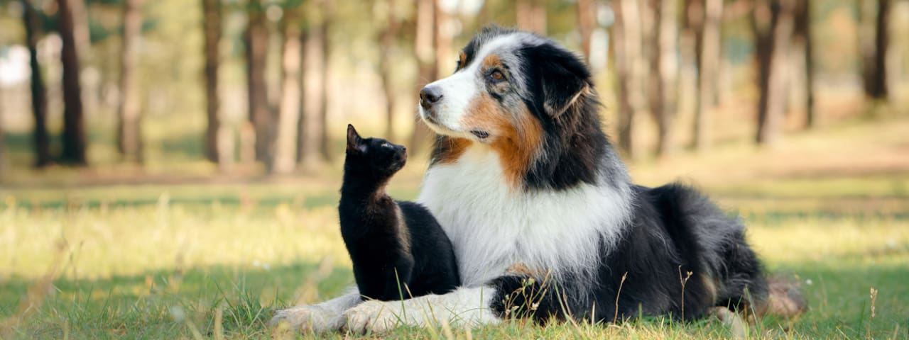 Cannabis use around pets: Risks, safety tips, and more