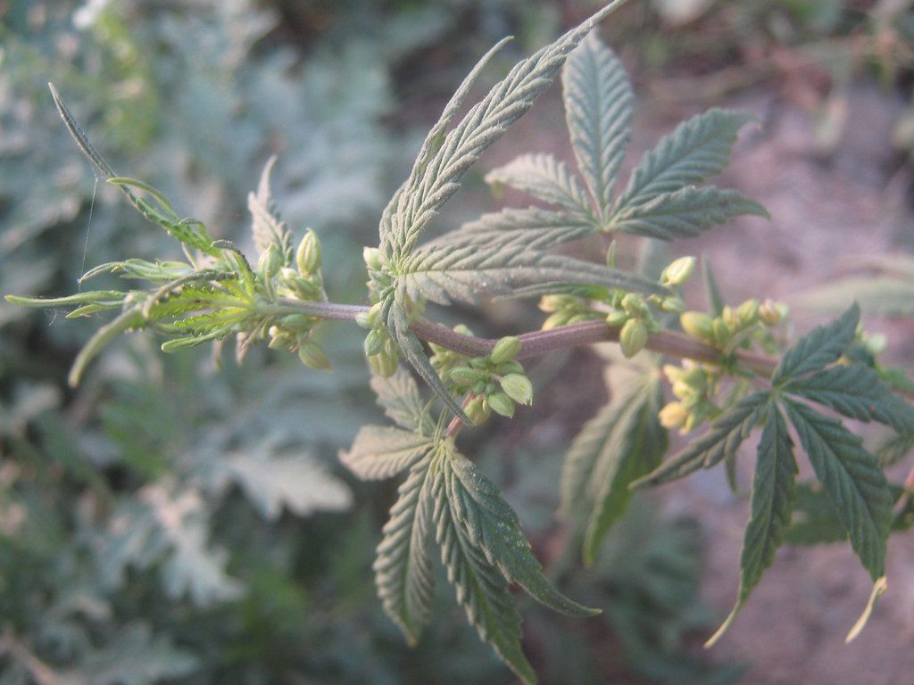Male cannabis indica plant