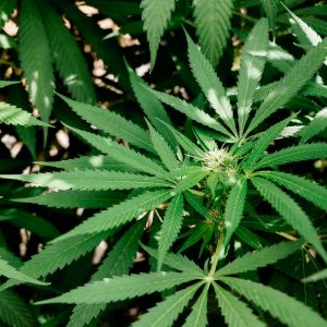 Outdoor Cannabis Grow House Kits