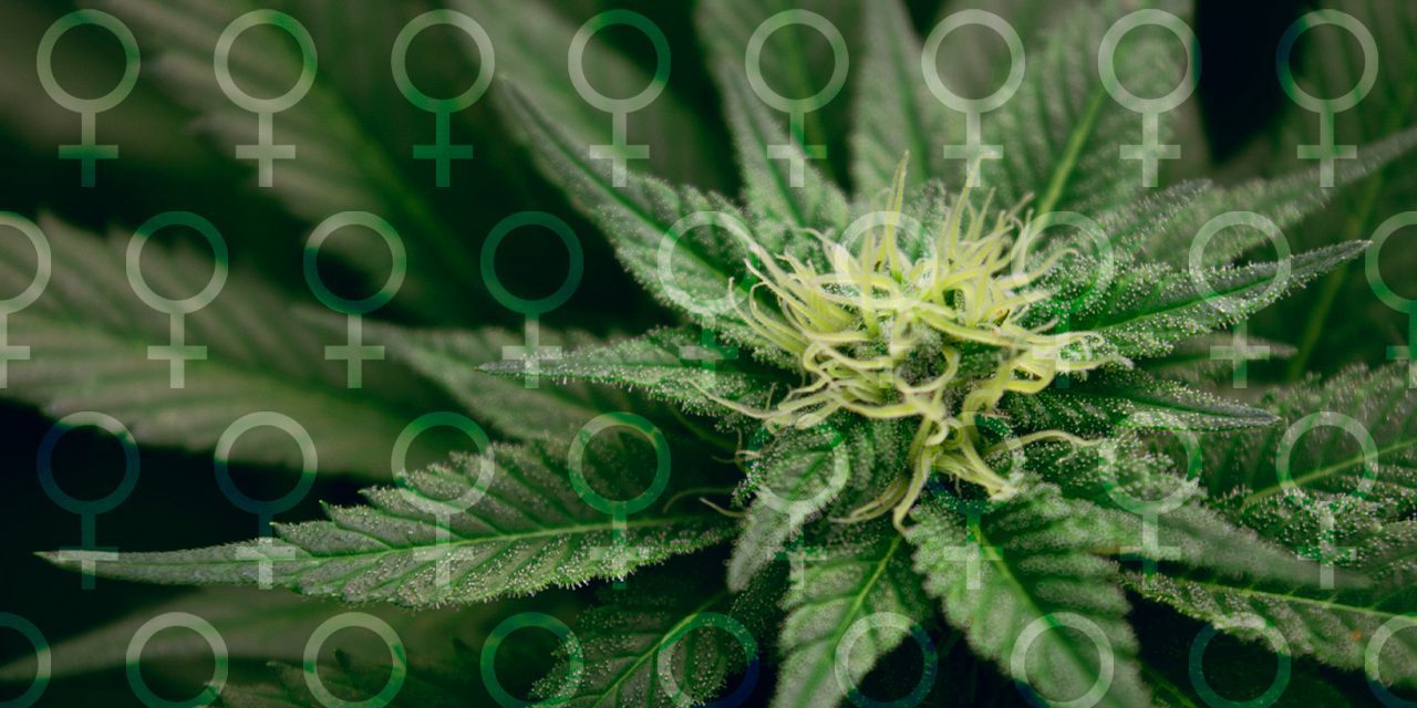 closeup female cannabis plants