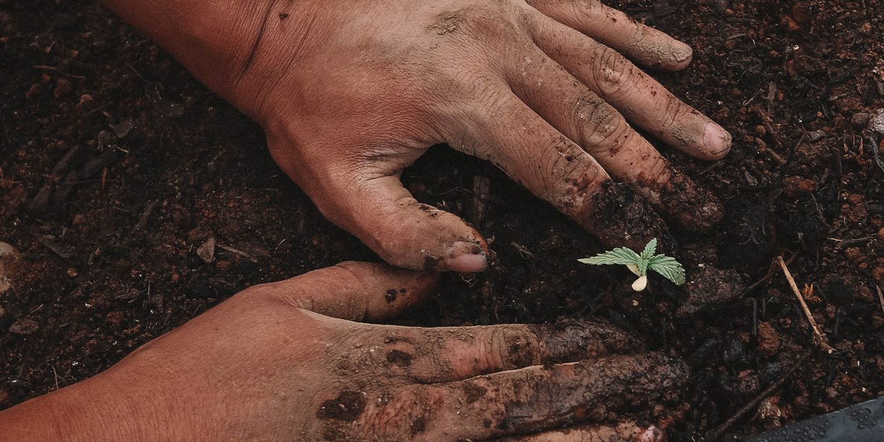 closeup hands planting a young plant on the ground