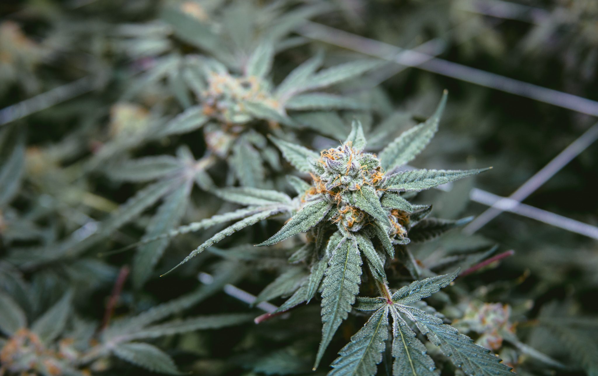 cannabis plants healthy