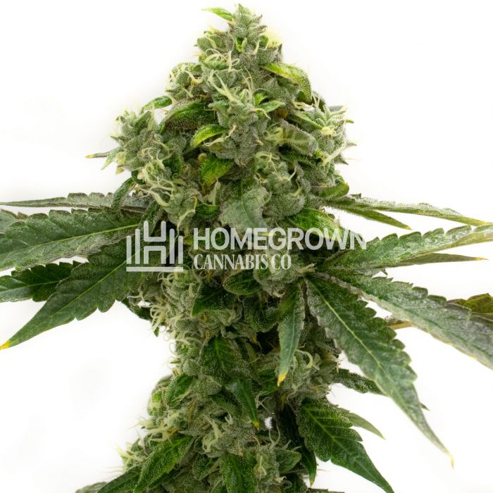 Feminized Bubblegum cannabis strain/varietal from Homegrown Cannabis Co.
