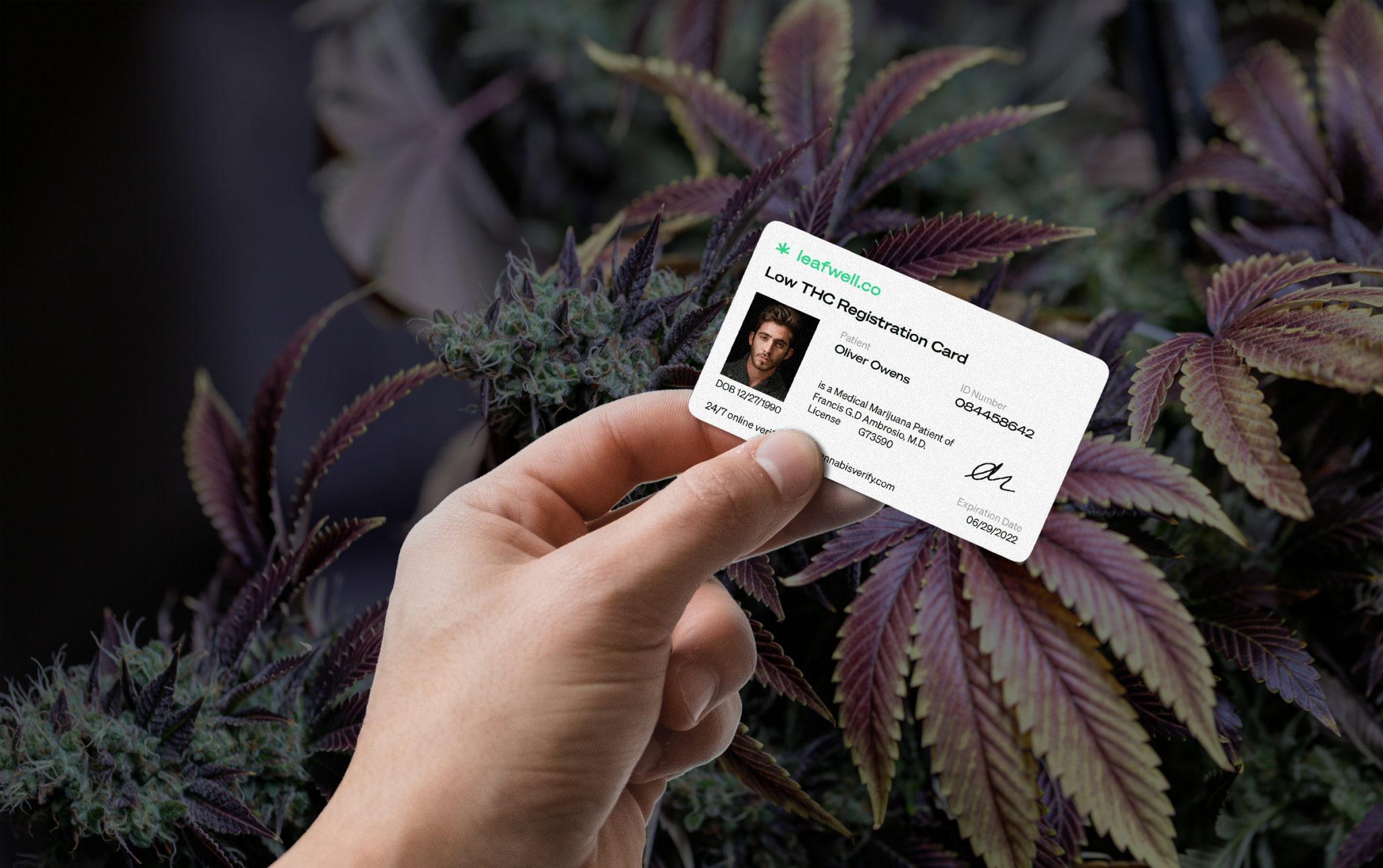 low thc cannabis card