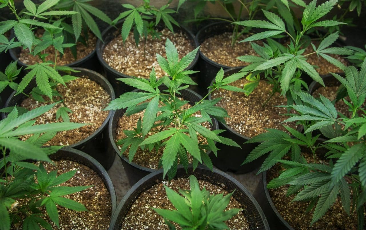 How to Grow Cannabis for the First Time Indoors