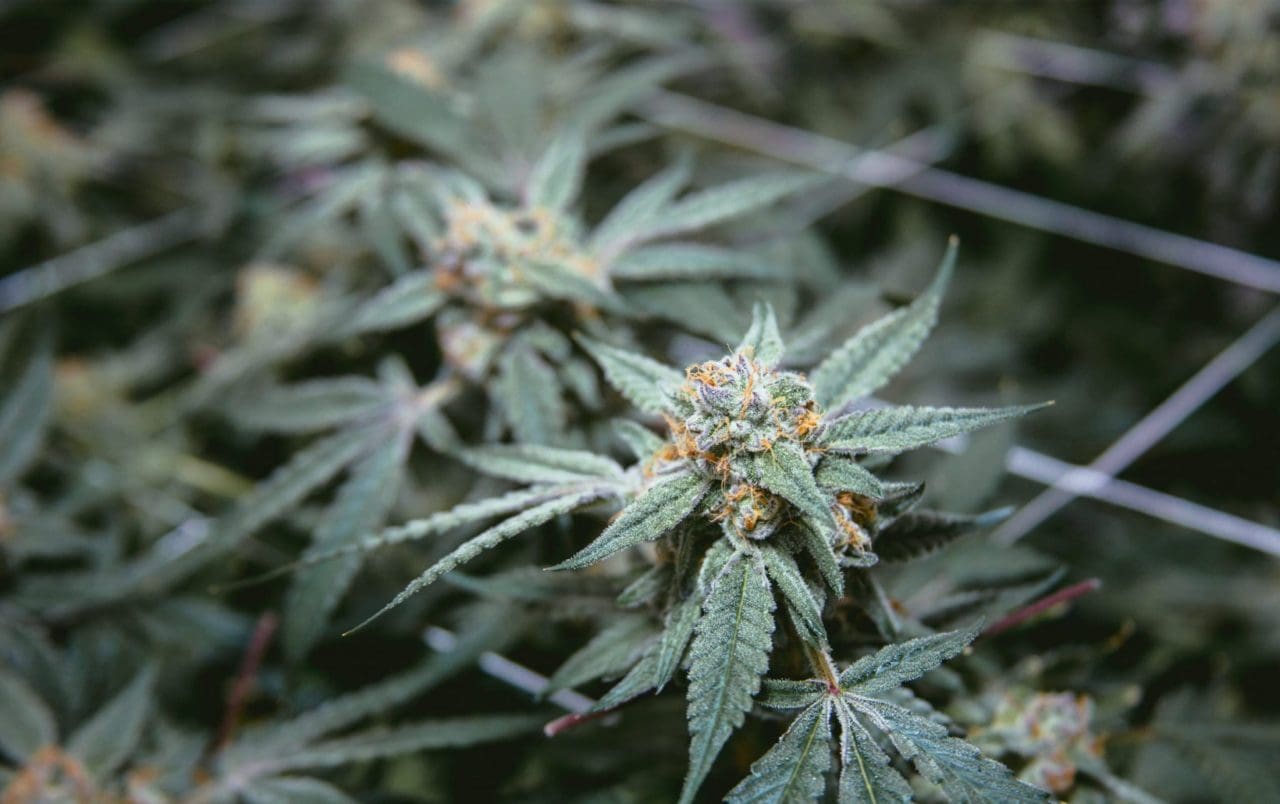 How Many Cannabis Plants Can You Legally Grow 