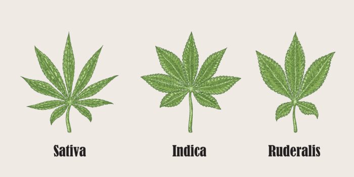 graphic showing sativa, indica, and ruderalis leaves