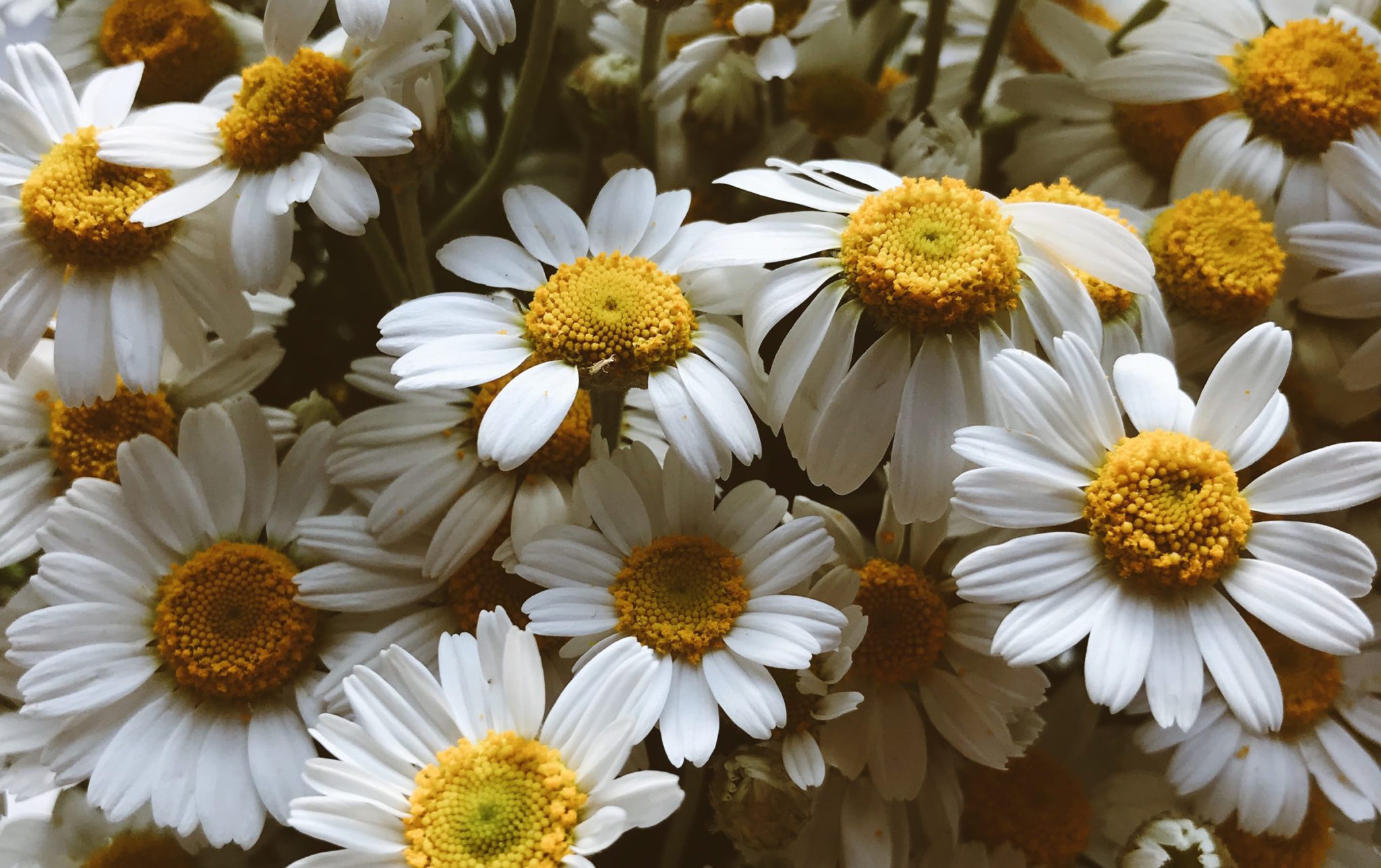 group of daisy flowers