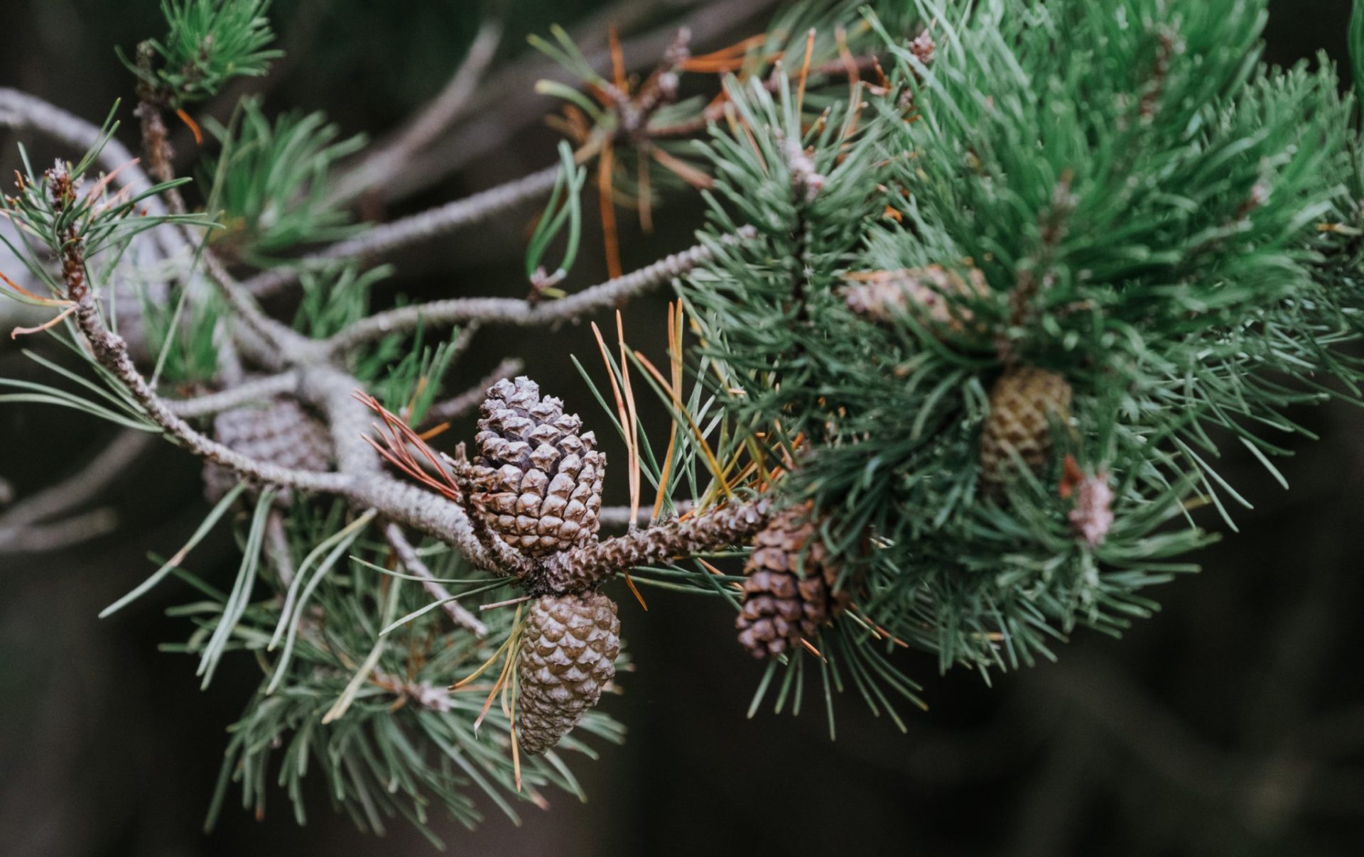 pine cones in pine tree