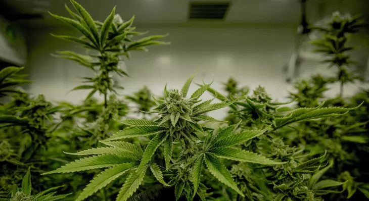 The Anatomy of the Marijuana Plant