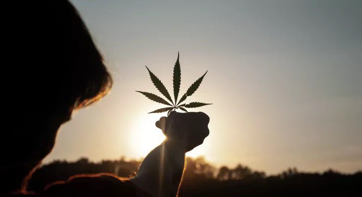 person holding a marijuana leave up to setting sun