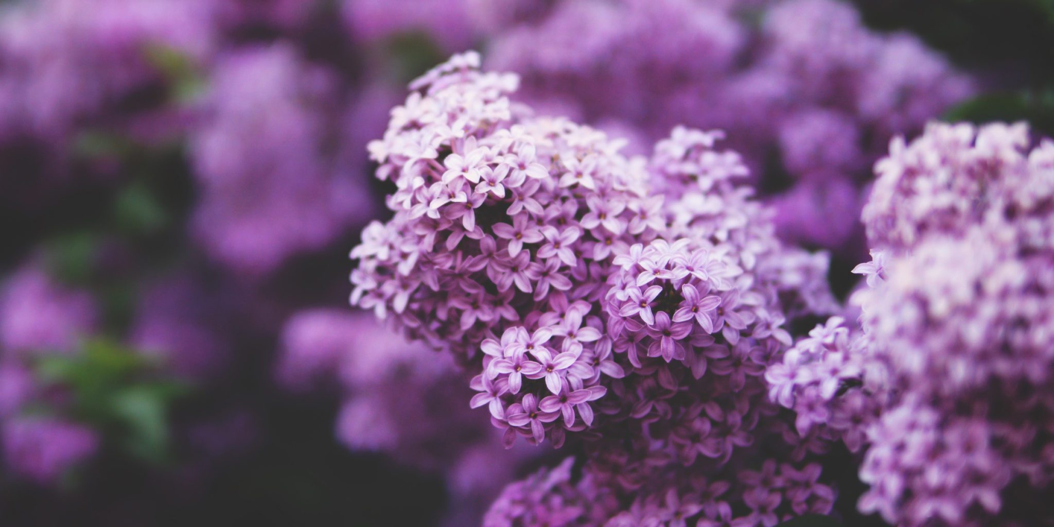 closeup of bush with purple flowers