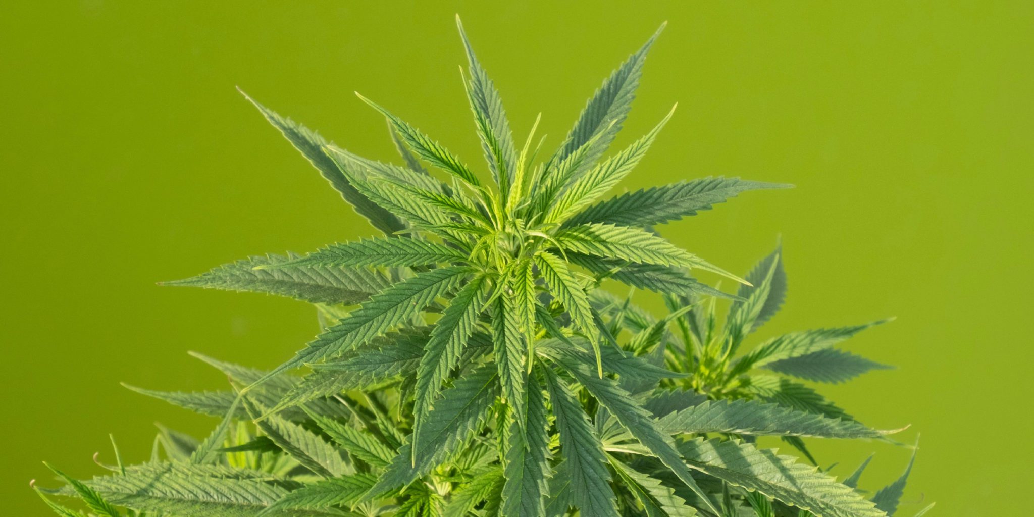 marijuana plant, cannabidiolic acid