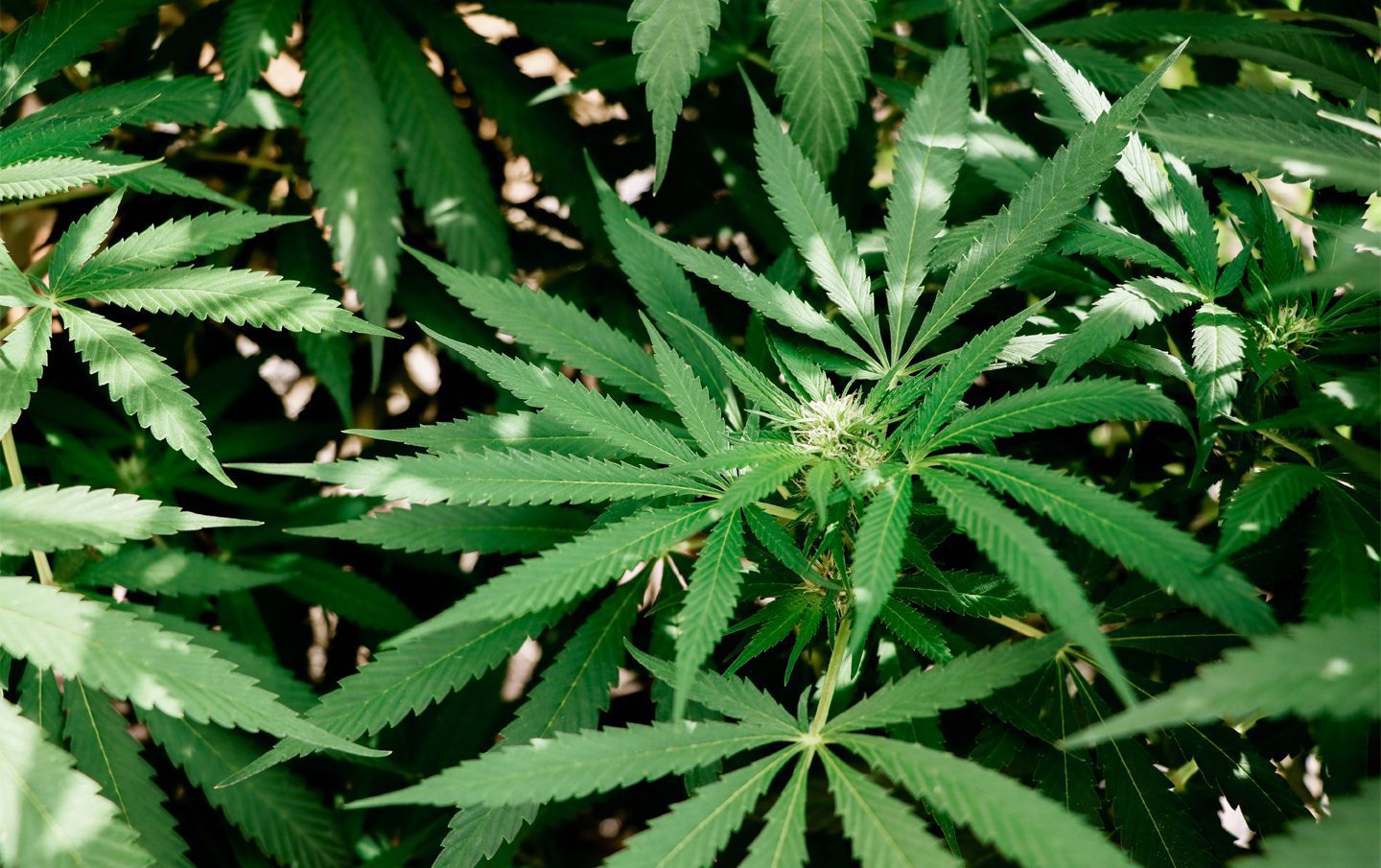 primer plano de plantas de cannabis de exterior en el suelo