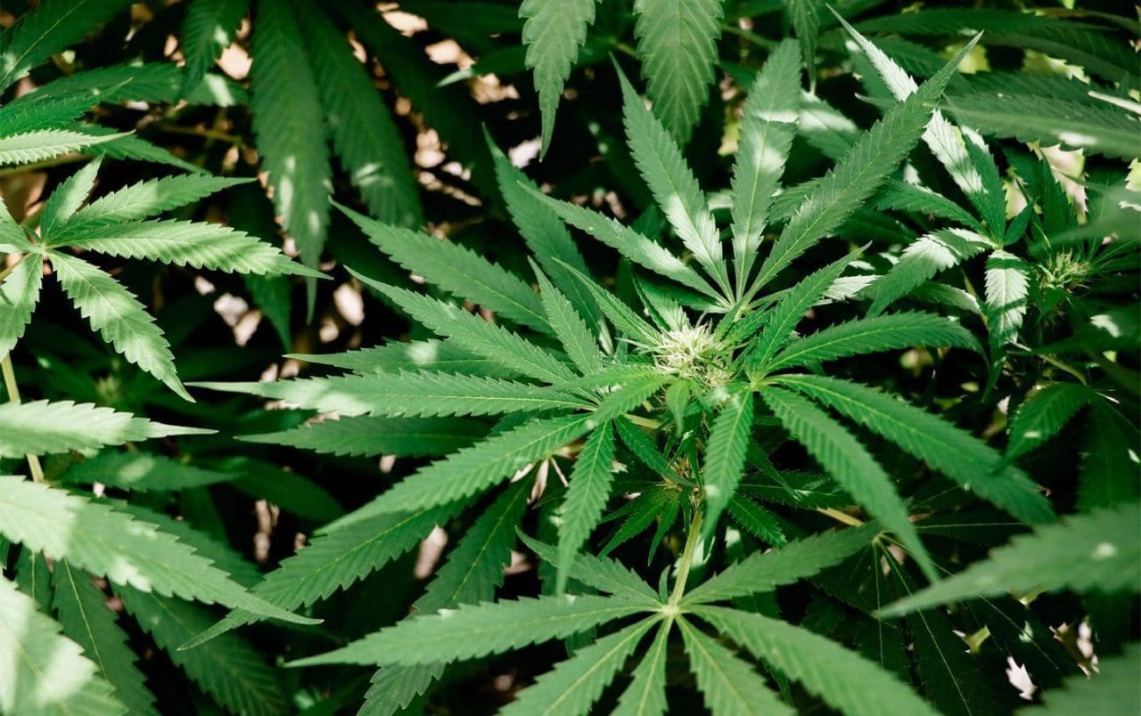 How to Grow Marijuana: Essential Guide for Beginners