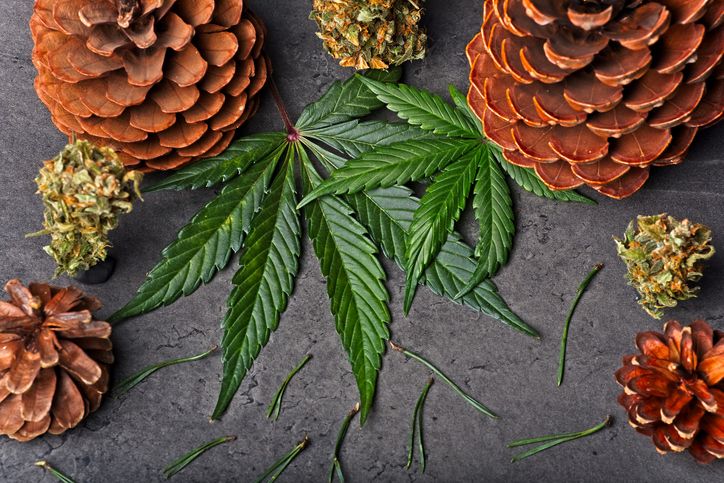 pine cones, marijuana leaf and cannabis flowers