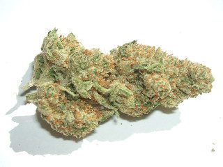closeup OG Kush cannabis strain in white background