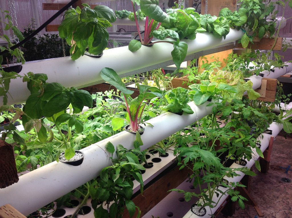 Hydroponic setup for growing plants without soil.