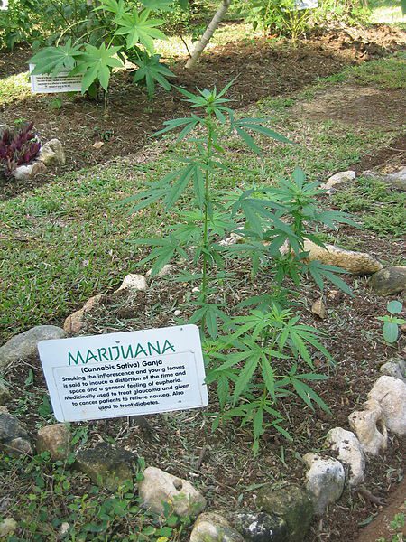 Cannabis; marijuana; pot; weed; Jamaica; growing cannabis; earth; outdoor