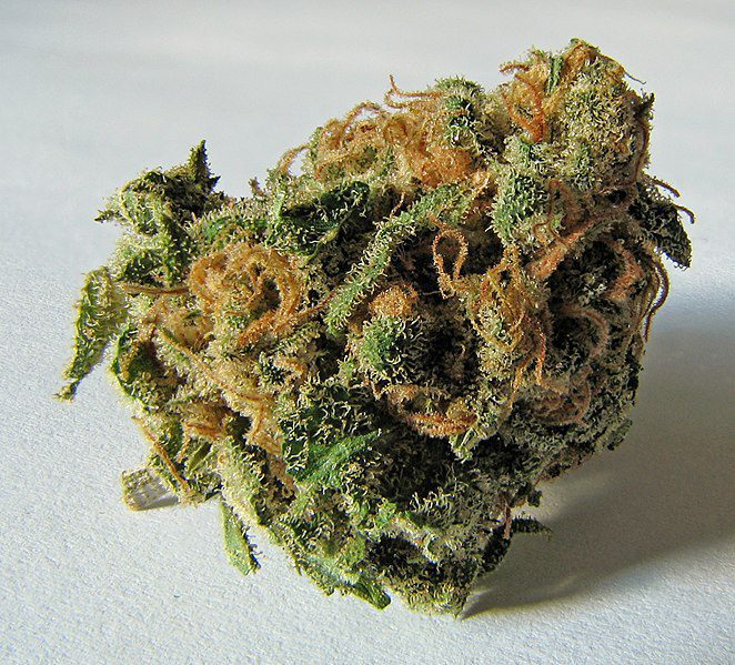 Cannabis; weed; pot; marijuana; cannabis sativa; sativa; Mountain Jam; close up picture; bud; micro bud; macro cannabis bud.