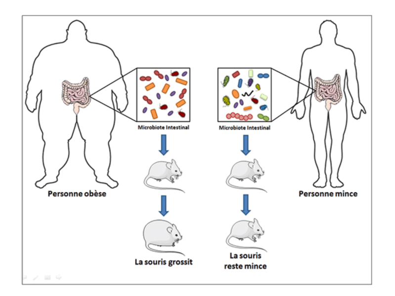 Mice with unhealthy gut microbiomes have a greater incidence of obesity. 