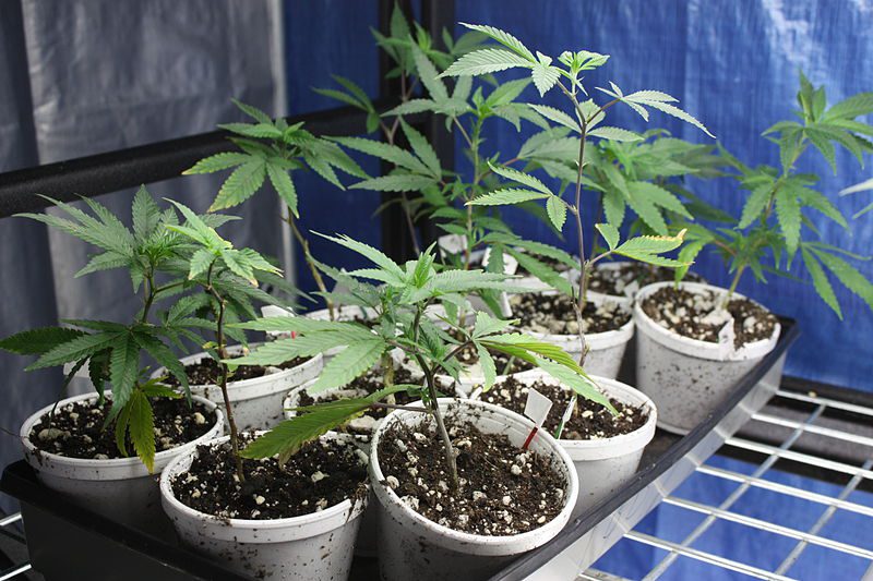 Cannabis clones in pots, under a light