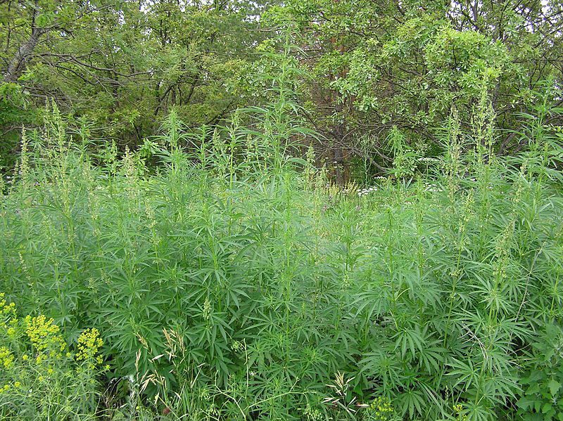 Cannabis ruderalis (autoflowering cannabis) growing in the wild.