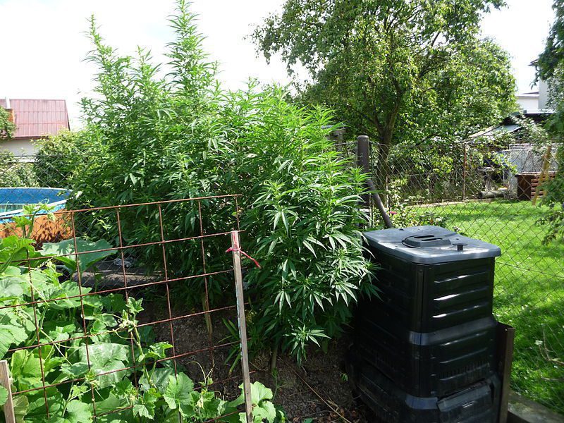 Cannabis sativa being grown outside.