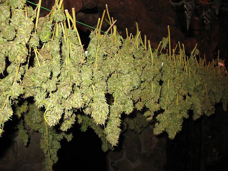 Drying cannabis buds.