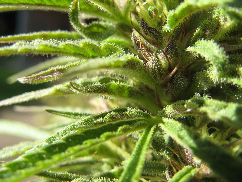 Cannabis; Cannabis sativa; marijuana; weed; pot; hemp; cannabis clusters.