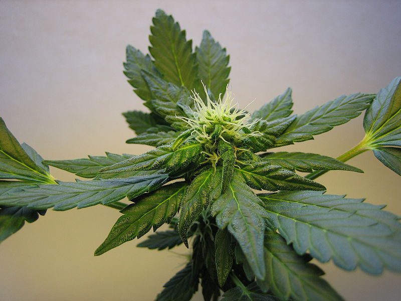 Hemp; cannabis; marijuana; flowering hemp; weed; pot; cannabis sative.