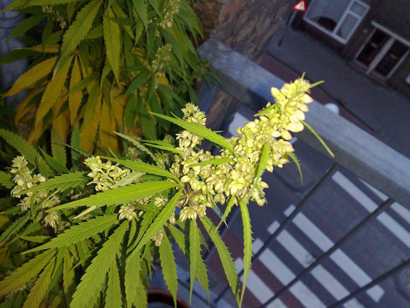 Flowering male cannabis plant.