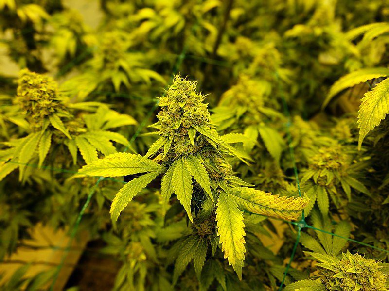 Homegrown; indoor grown cannabis; cannabis; pot; weed; hemp; marijuana; grow facility; Denver, Colorado.