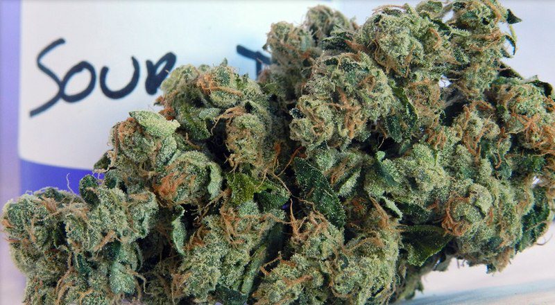 Sour Diesel cannabis / marijuana / weed strain.