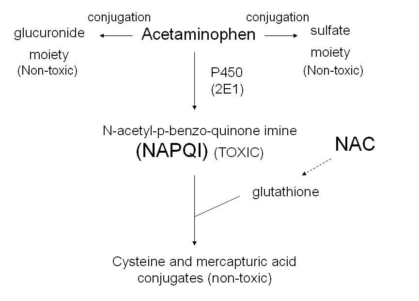 Acetaminophen (Tylenol, paracetamol) metabolization in the body.