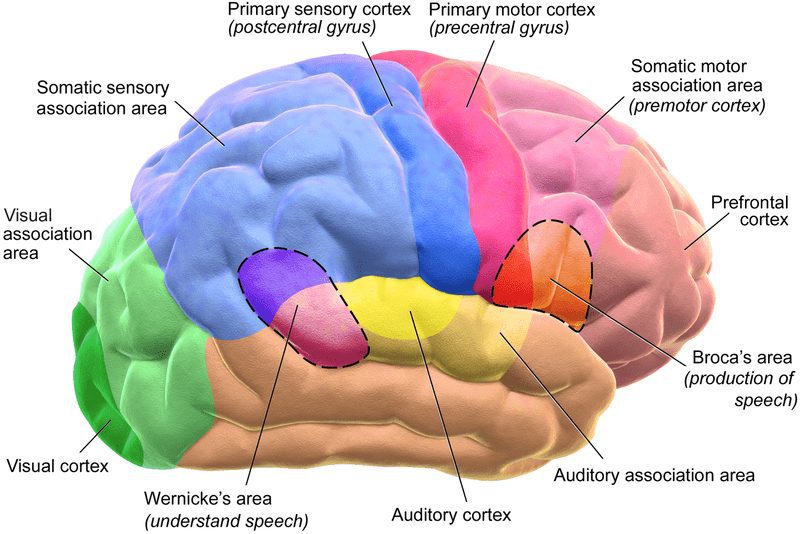 brain, lobes, neurology, human, body, biology, human brain, anatomy, science, medical, organ, cerebral, memory, mind, intellect, mental health, brain scan, anatomical
