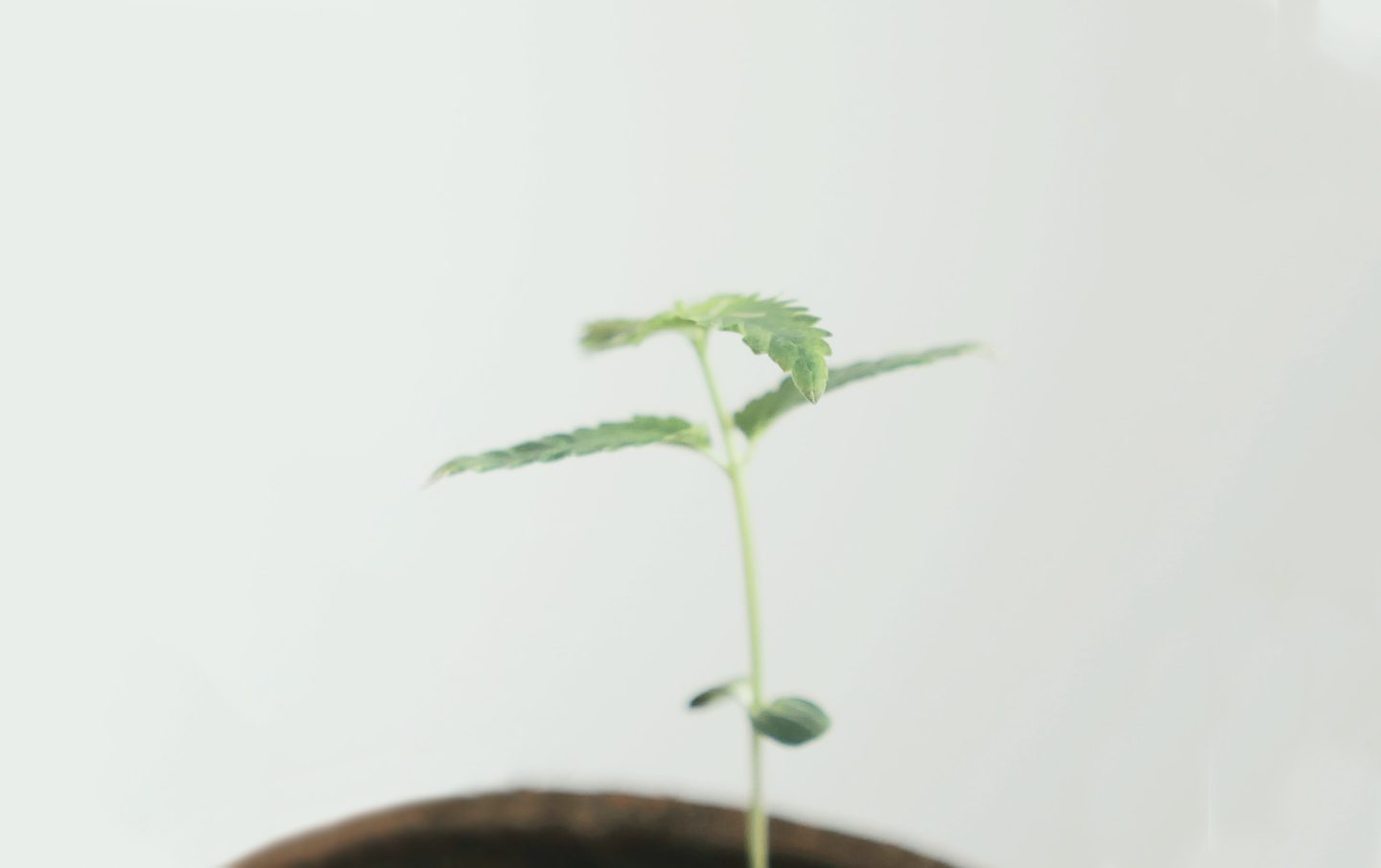Growing cannabis from seed to seedling to vegetation to flowering. The essentials beginners need to know.