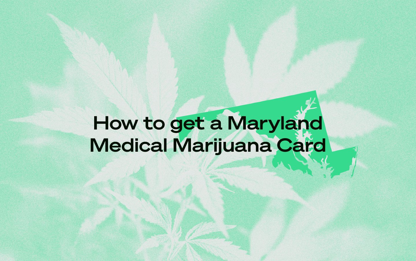 Maryland marijuana card