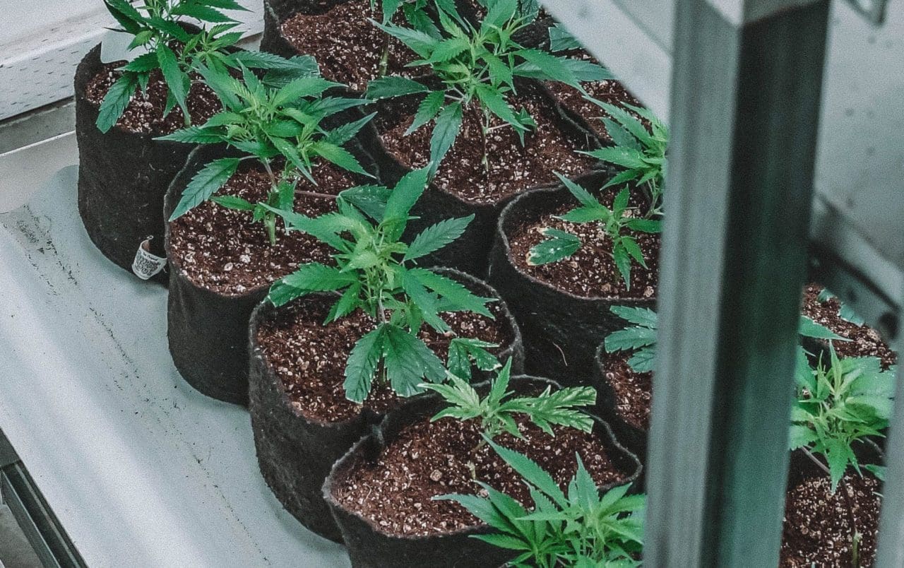 How to Grow Marijuana Indoors: Step-By-Step Guide