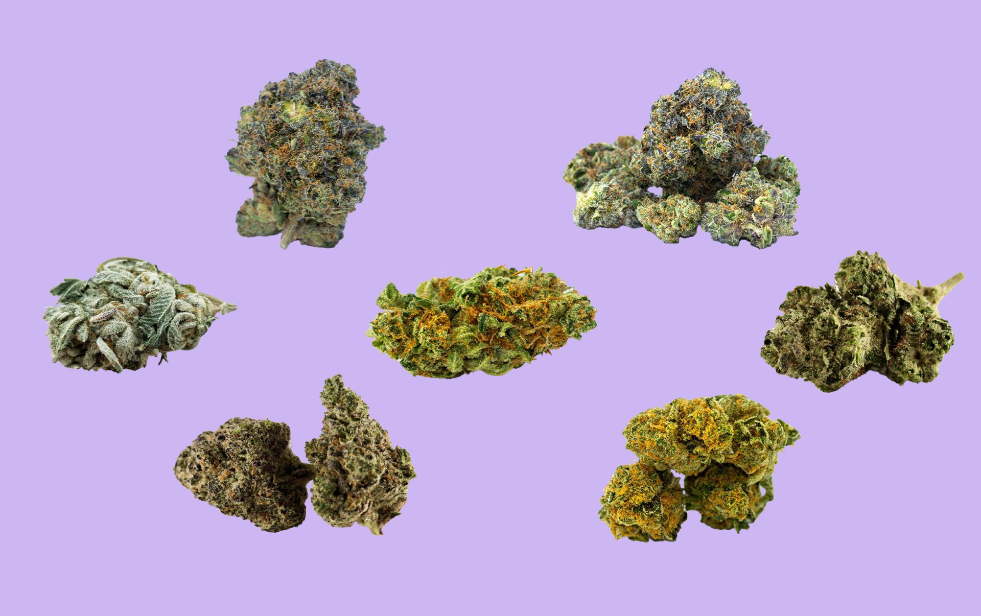 Las mejores variedades de cannabis y marihuana para este verano