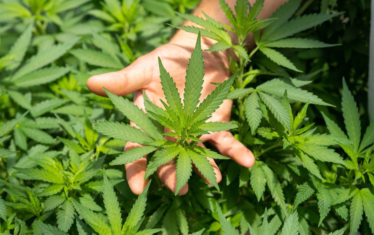 grow cannabis outdoors
