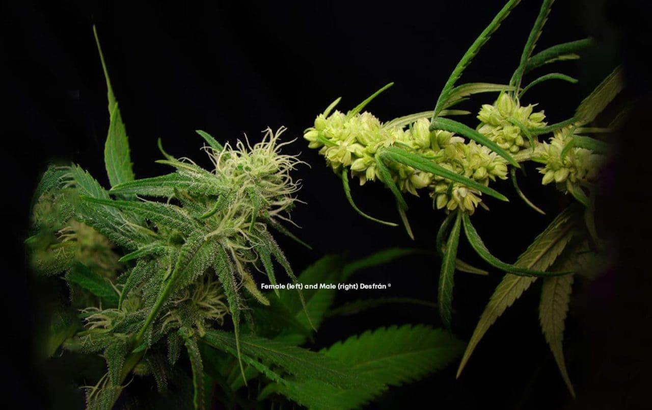 female weed seedlings